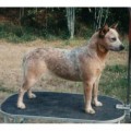 DEVON'S RED DINGO