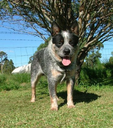 pavesi cattle dogs