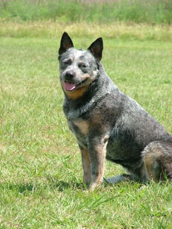 Pavesi sales cattle dogs