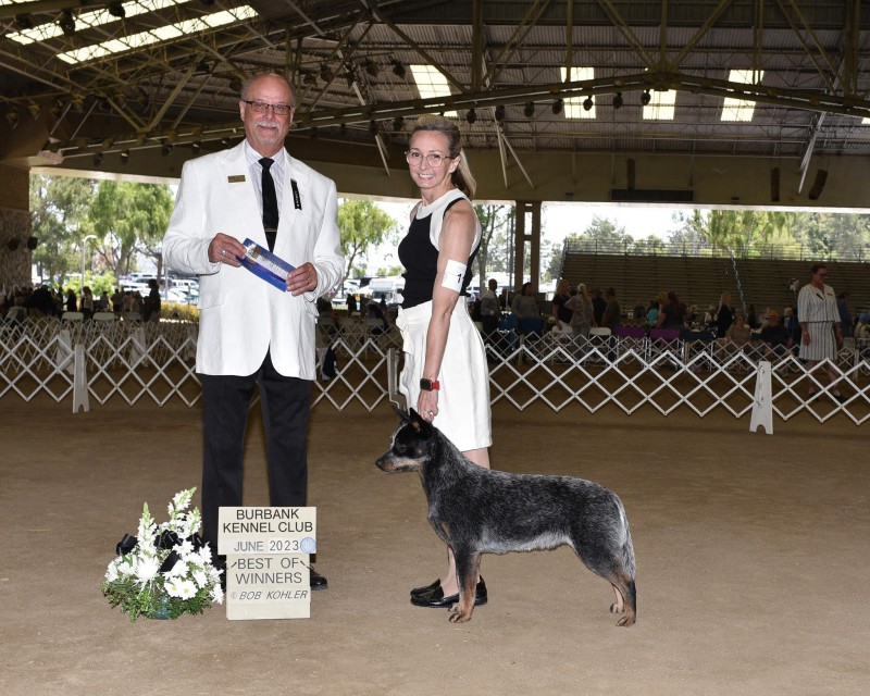 Monte sales tonico kennel