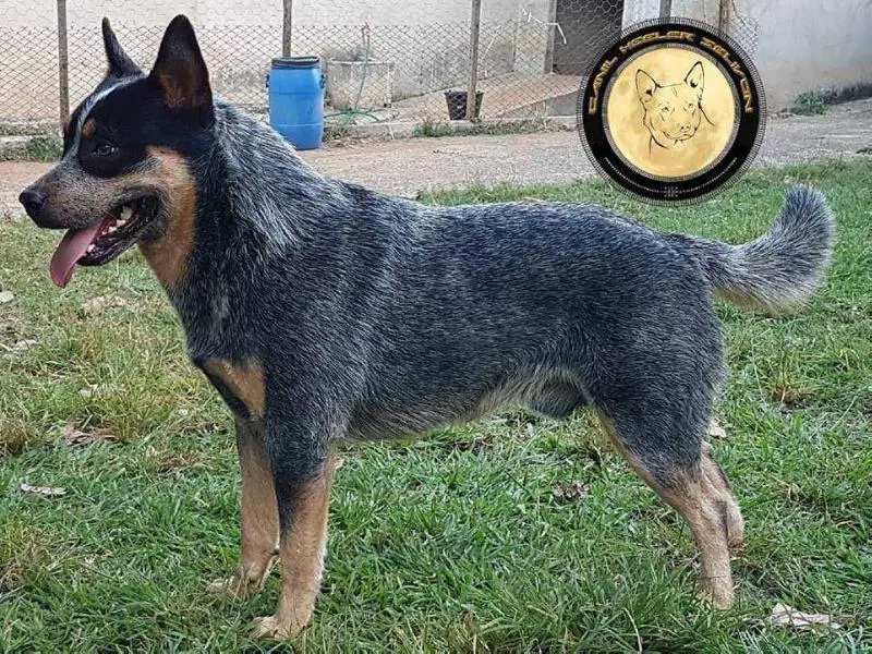 Yarraman cattle dogs sale