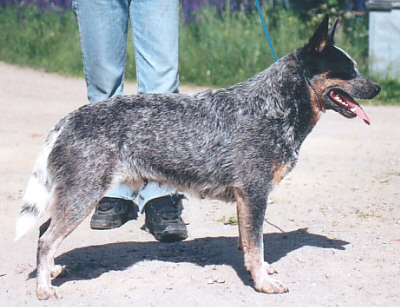 pavesi cattle dogs