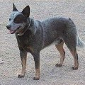 KUAWARRI BUTT 'N FLY BLUES HS HTDS