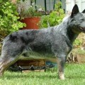 STRATHBLUE AUSSIE LORD