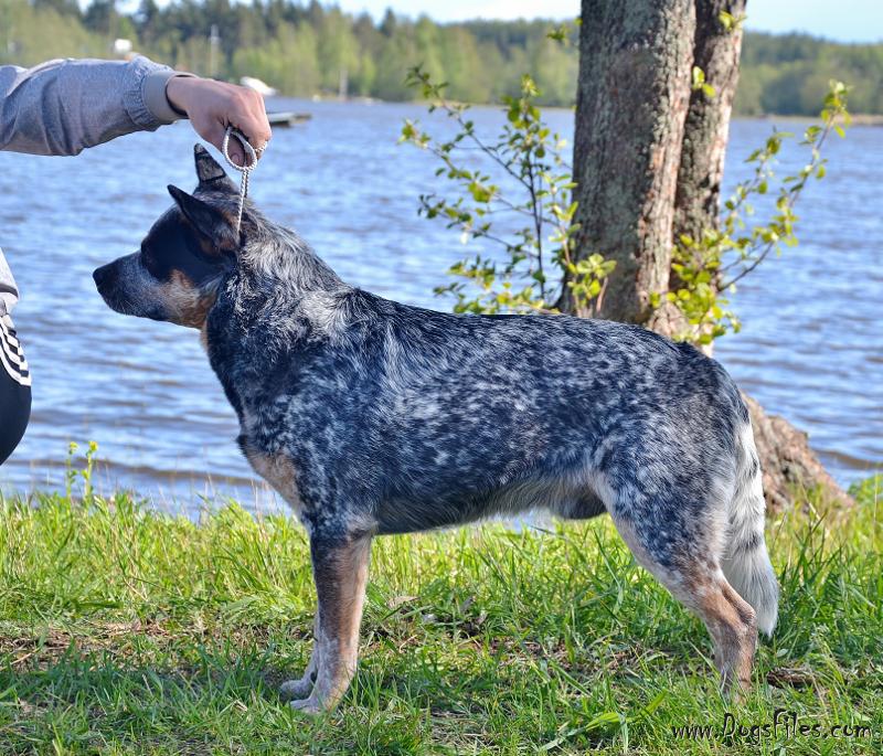 blue heeler pedigree
