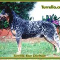 TURRELLA BLUE CHIEFTAN
