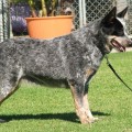 TURRELLA BLUE CHEEKY