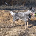 CATTLEPARK'S BREWSTER BUFFALO