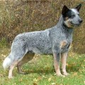 SWEET AZUR'S CHICO
