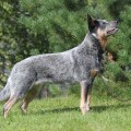 CATTLEPARK'S SMOKY BLUE PEARL