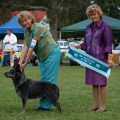 QUEBLUE BLUE MIN AUSSIE