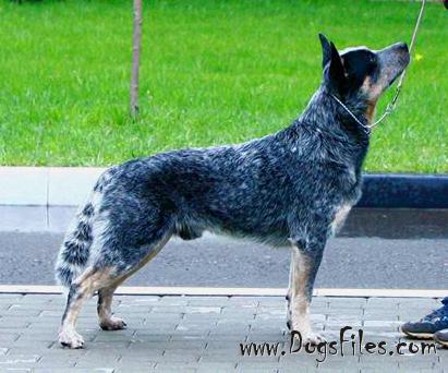 blue heeler pedigree