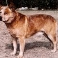 DUROON RED DEKE