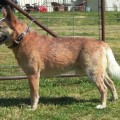 HEELERSRIDGE HOBART