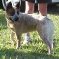 HEELERSRIDGE POSSUM JIVE