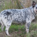 TIMBER FOR CINDERELLA'S RANCH DIAMANTINA FORCE