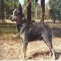 ROKEGLEN RANGE KING