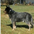 WOOLESTON BLUE JAMIE