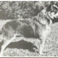 TALLAWONG BLUE JOCK