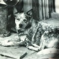 TALLAWONG BLUE JENNY