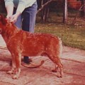 COLGINA RED RAIDER