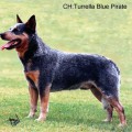 TURRELLA BLUE PIRATE