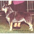 HEELERHILL CROCODILE DINGO