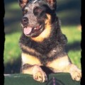 REDDENBLU AGASSIZ THUNDERHART
