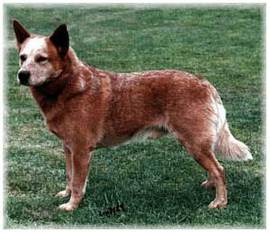 landmaster cattle dogs