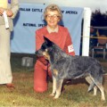 SILVER HILLS BLUE LEVI