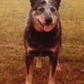 WOOLESTON BLUE JOKER