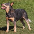 JACKAROO BULLIT STAR