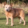 CATTLEFARM'S BULLIT STAR