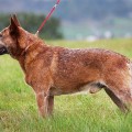 CORADO A-DINGO GOLD FLOREN