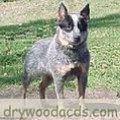 DRYWOOD'S SHOSHONEY