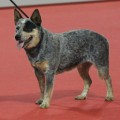 BLUE BUBBLE BRAVE DROVER BLUE BUBBLE BRAVE DROVER