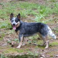BLUEBERRY BRAVE DROVER BLUEBERRY BRAVE DROVER