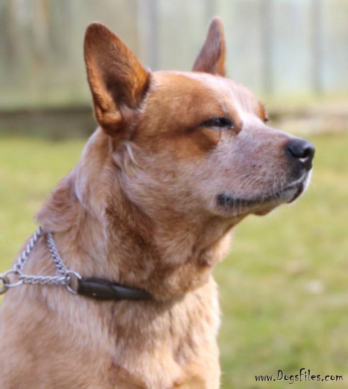CASPER BRAVE DROVER » Pedigree database Australian Cattle Dog;