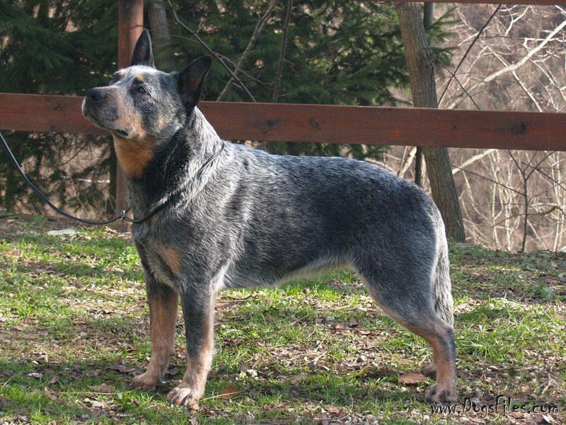 LANDMASTER HE TOUCH ME Pedigree database Australian Cattle Dog