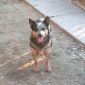 GRACIE DES POENJAAP