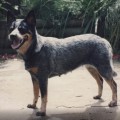 REWURI WI BUNYIP