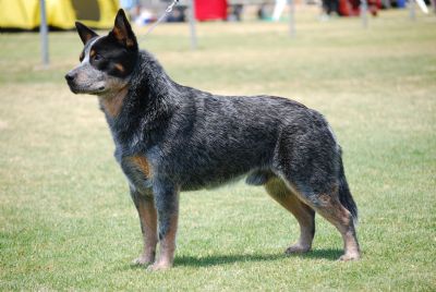 Landmaster shop cattle dogs