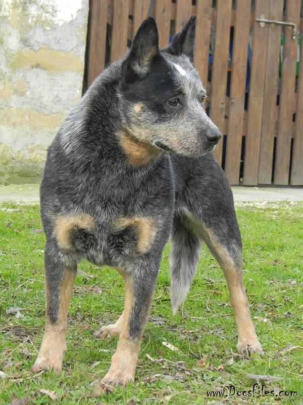 Pavesi cattle sales dogs
