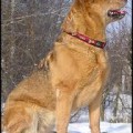 CETI ASTRA CANINA