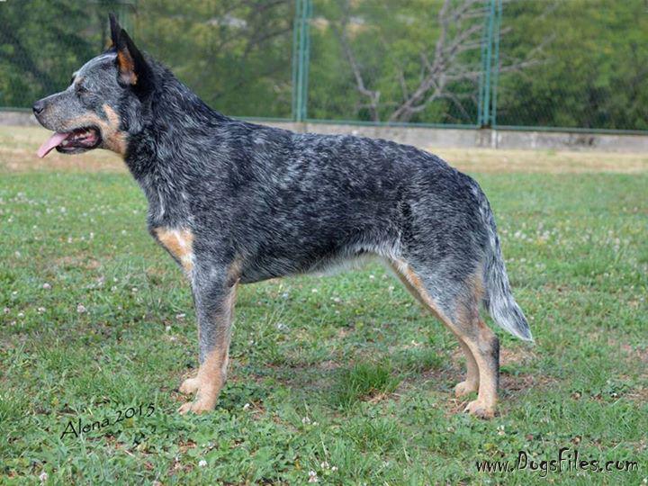 spanish cattle dog