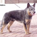 WINDWARRIOR'S BLUE CIDABRO