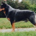 QUEBLUE AUSSIE ICON