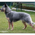 QUOIN PRINCESS CIDABRO