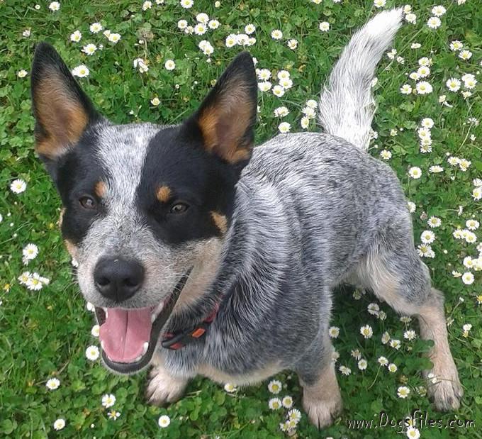 CASPER BRAVE DROVER » Pedigree database Australian Cattle Dog;