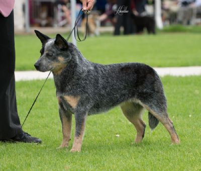 Landmaster shop cattle dogs